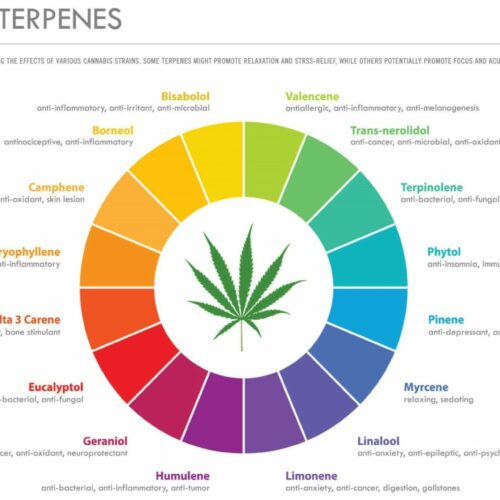 Terpènes cannabis