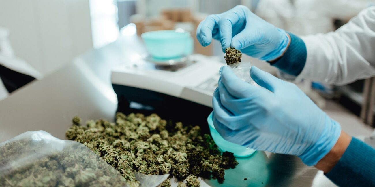 Actualités CBD France : CBD Shop : Comment choisir le bon ? 3 CBD | Sativa | CBD Francec | laboratoire anlyse cannabinoides